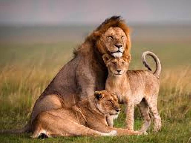 best-of-kenya-safari.